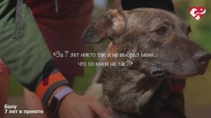 В приюте ждут встречи с вами