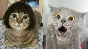 ПРИКОЛЫ С ЖИВОТНЫМИ😺🐶 | СМЕШНЫЕ КОТЫ и СОБАКИ😂