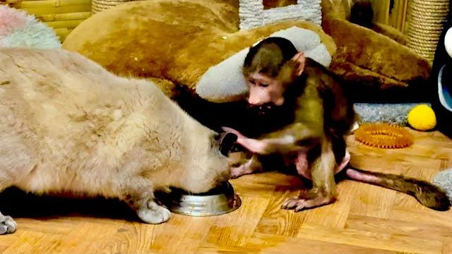 Анфиса с Барсиком делят кошачий корм-ПОБЕДИЛА ДРУЖБА❤️ смотреть онлайн