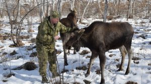 Тайга. История егеря.