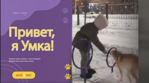 Прогулка с Умкой🐕 Дрессировка