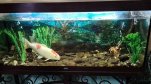 Аквариум с большой рыбой