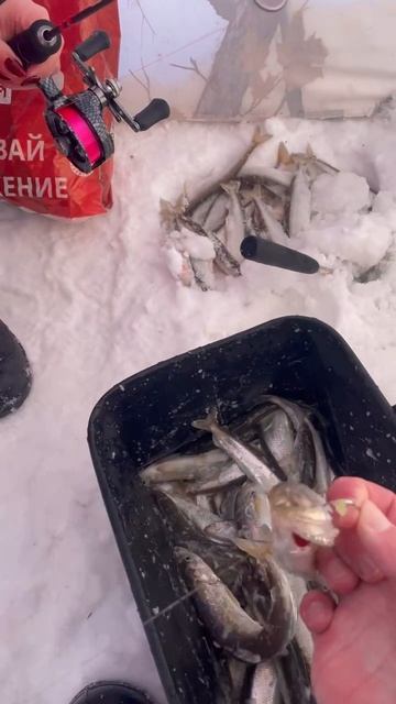 Гирлянда из разных блёсен с зазубриной от Mr.Musurok в деле 🎣