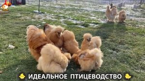 Идеальное птицеводство достойно восхищения 🐓🦆🦢🦚🦃🐔 эпизод (434)