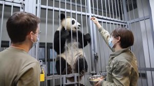 Вес панды Катюши из Московского зоопарка превысил 80 кг