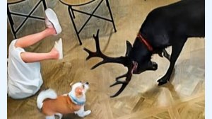 Прикольные Фейлы в Ресторанах