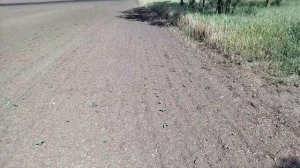 Пчёлы, пасека, всё вокруг.