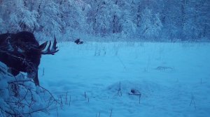 Лоси бьются насмерть!!