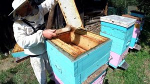 Развитие слабого отводка с весны до осени Фильм 4