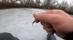 Рыбалка в корягах, окунь со льда в дождь.