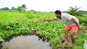 Ловля рыбы в болотах теплых стран