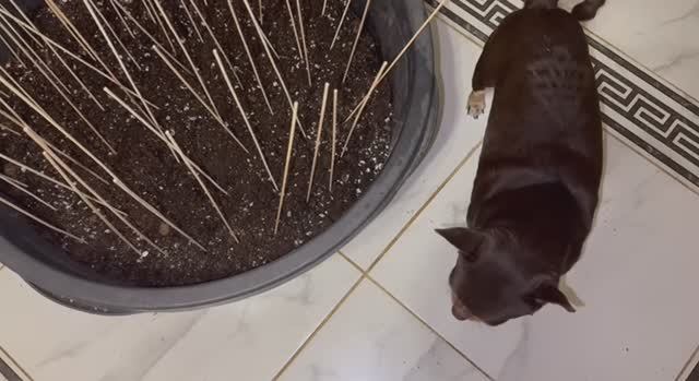 Подготавливаю землю для рассады.