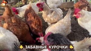 Забавные курочки несушки на сельском подворье 🤗😂😜 (71)