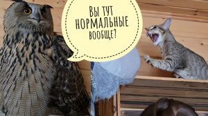 Сова филин Ёль и Треугольный кот Марсель впервые друг друга видят.Что там с анализами у глистов Куба