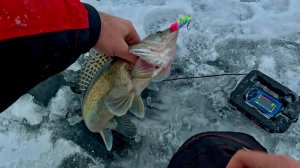 ПЕРВЫЙ СУДАК НОВОГО СЕЗОНА, ЛОВЛЯ В ЧЕРТЕ ГОРОДА, ЛЕНЭКСПО.