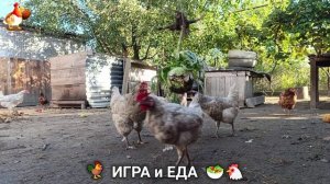 Кормление кур овощами и фруктами для зарядки и от скуки 🥗🐓🤗  (32)