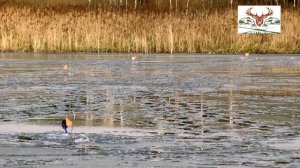 Щука на жерлицы