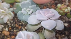 Суккулентный садик| ЗАСУШИЛА●●●