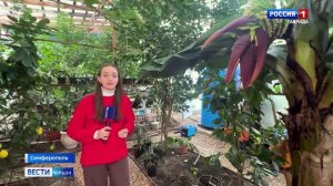 В крымских теплицах выращивают тропические фрукты