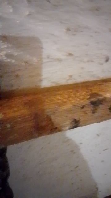 куры несушки породы Ламон Браун!