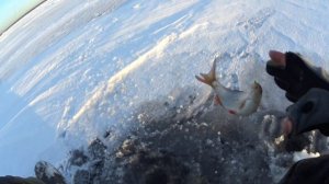 6.1.26. Рыбалка на Финском заливе. Сестрорецк.