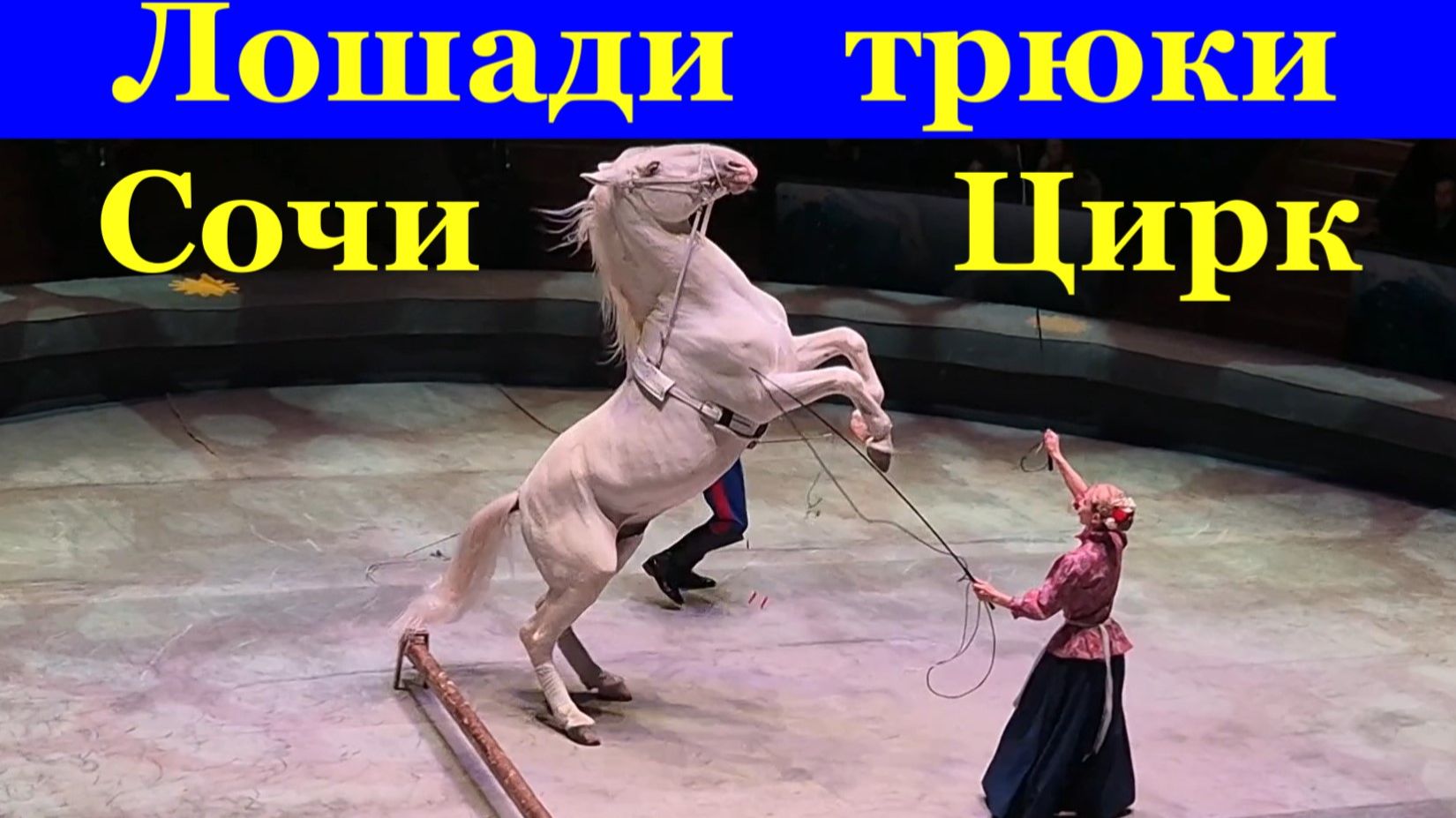 Сочи Цирк Лошади казачьи трюки в гостях у сказки смотреть онлайн