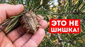 Нашли это на вашей рождественской елке? Выбросьте это