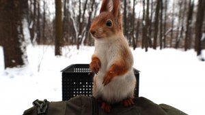 Белки утром. Зарисовка