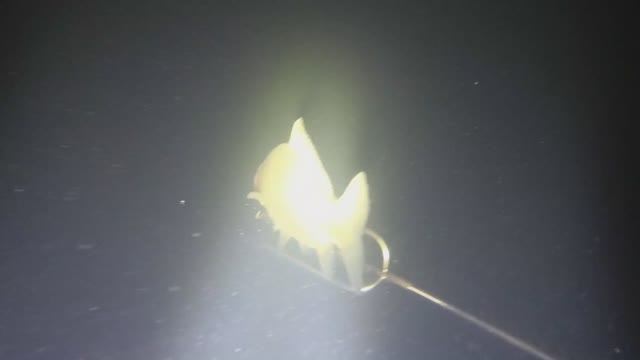 р.Кудьма август ночная подводная охота смотреть онлайн