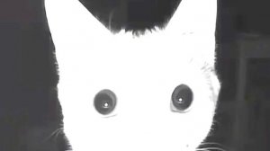 играю с другом в 99 ночей