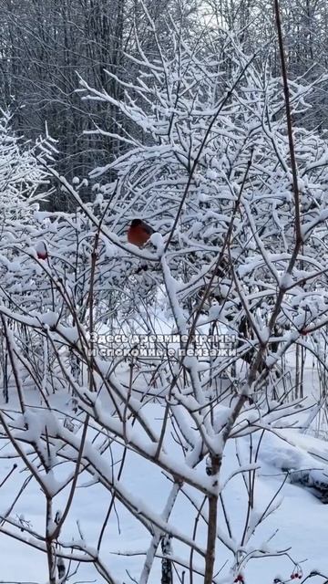 Новгородская область — истоки Руси