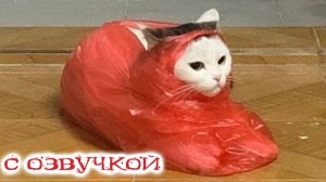 Приколы с котами! С ОЗВУЧКОЙ! Самые смешные животные - СМЕШНЫЕ КОШКИ И СОБАКИ 2023! Я РЖАЛ ДО СЛЕЗ!)