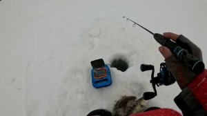 ТОЛЬКО ПРОБУРИЛ ЛУНКУ и СРАЗУ ТАКОЕ ! КРУПНЯК ОДИН ЗА ДРУГИМ ! ЕСЛИ ТОЛПА УВИДЕТ СНЕСУТ !