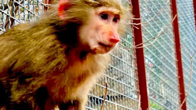 Теперь роли поменялись, Анфиса стала старшая, а Финя старается от нее держатся подальше))) смотреть онлайн