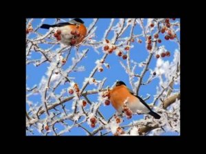 Трофимов. СНЕГИРИ