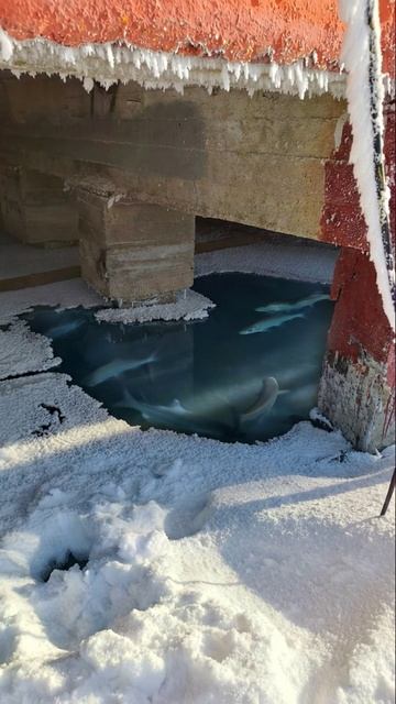 Рыбы под домом... смотреть онлайн