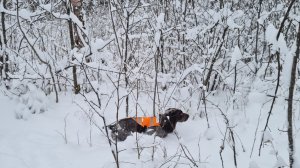 Загонная охота и работа в загоне