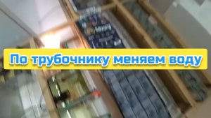 По трубочнику меняем воду