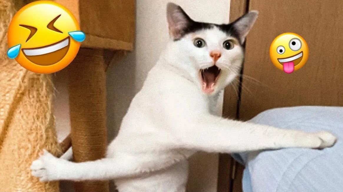 ПРИКОЛЫ С ЖИВОТНЫМИ😺🐶 | СМЕШНЫЕ КОТЫ и СОБАКИ😂 смотреть онлайн