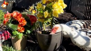 Забавные утки мускусные и пекинские на свободном выгуле со своими друзьями ч.(335) ❣️🤗😂