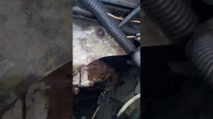 замена ремня ТНВД на двигателе змз514.