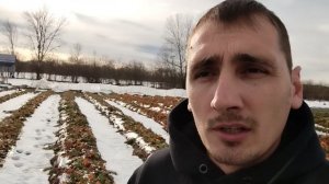 последствия снежной зимы для клубничников юга России
