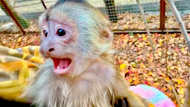 Я пришла забирать Финика с Анфисой, а они так сдружились и не хотят идти домой😁 смотреть онлайн