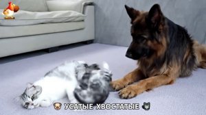 Котята и щенята 🐈🐶 Кошки и собаки 🤗 Милое видео про животных (42)