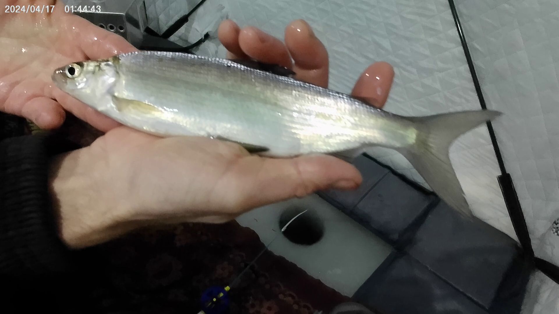 ДОЖДАЛСЯ!!! Бешеного клёва ПЕЛЯДИ... Рыбалка на пелядь озеро Сунгуль.