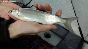 ДОЖДАЛСЯ!!! Бешеного клёва ПЕЛЯДИ... Рыбалка на пелядь, озеро Сунгуль.