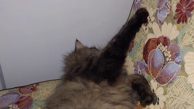 Светлана Ивановна ходила гулять. смотреть онлайн