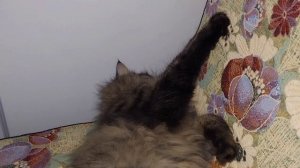 Светлана Ивановна ходила гулять.