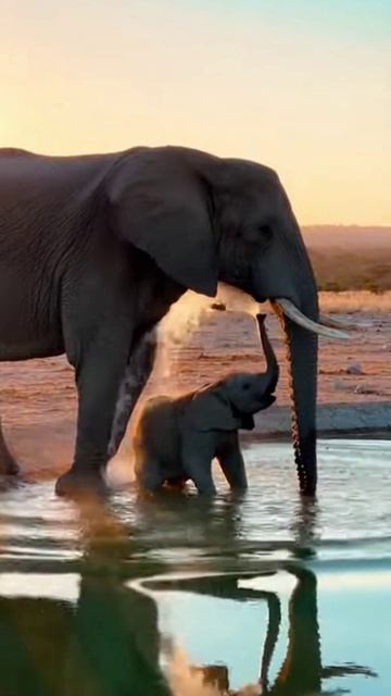 Слонёнок с мамой пришли на водопой😊❤️ смотреть онлайн