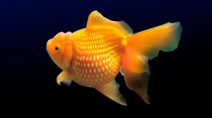 🐠 ОЧЕНЬ КРАСИВАЯ УСПОКАИВАЮЩАЯ МУЗЫКА ДЛЯ СНА 🎵 РАССЛАБЛЯЮЩАЯ МУЗЫКА ДЛЯ ДУШИ И ПОДАВЛЕНИЯ СТРЕССА